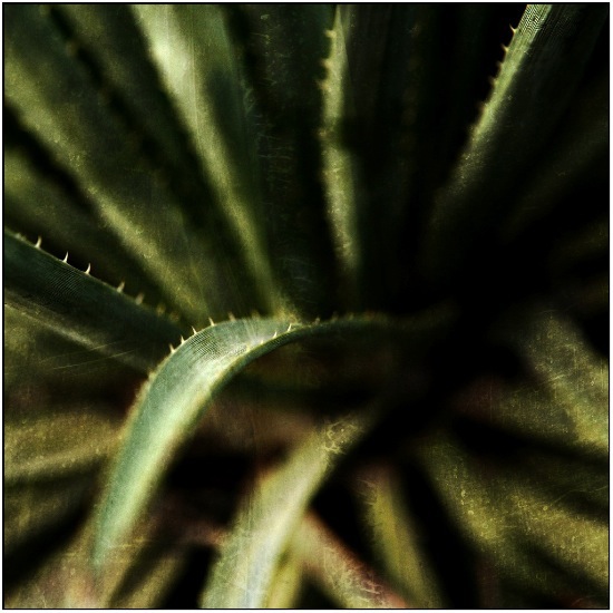 autor: Raoul Iacometti
t&iacute;tulo: Greenhouse 2008