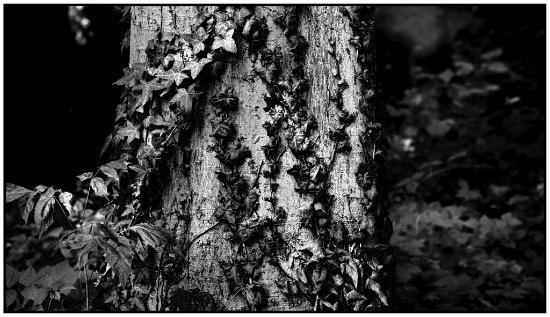 autor: Raoul Iacometti
t&iacute;tulo: Leaves