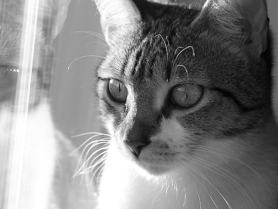 autor: Sofia Quintas