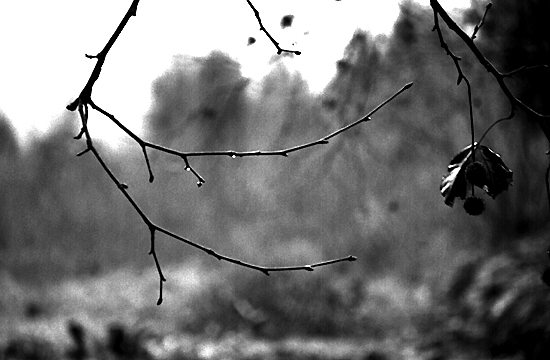 autor: Sofia Quintas