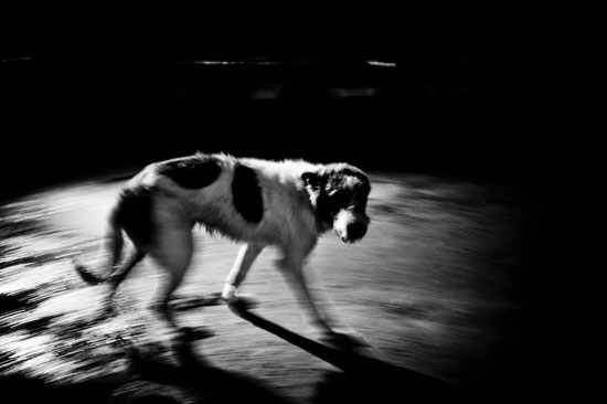 autor: Gonçalo Santos