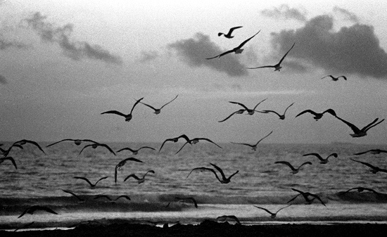 author: João Varela