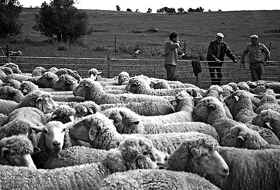 autor: Sofia Quintas