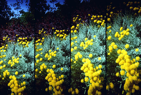 autor: Sofia Quintas