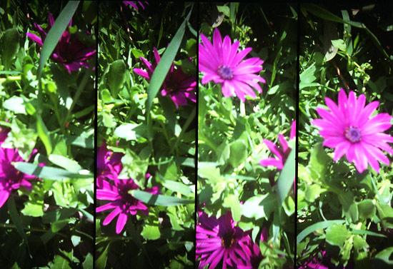 autor: Sofia Quintas