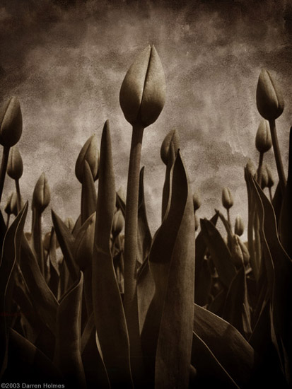 autor : Darren Holmes                    t&iacute;tulo: Congregation