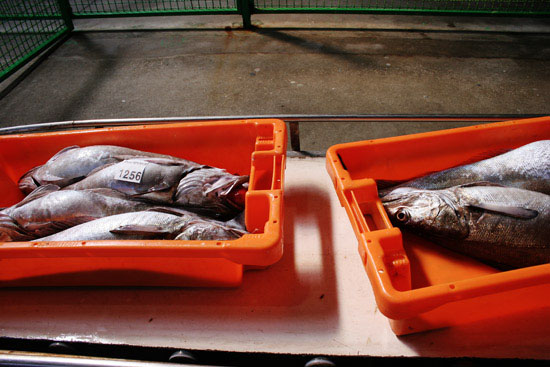 autor: Sofia Quintas