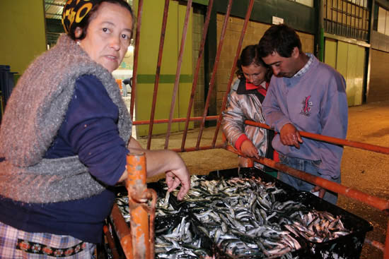 autor: Sofia Quintas