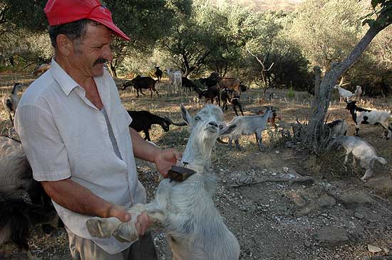 autor: Yves Rousselet
t&iacute;tulo: Un chevrier très complice avec ses animaux