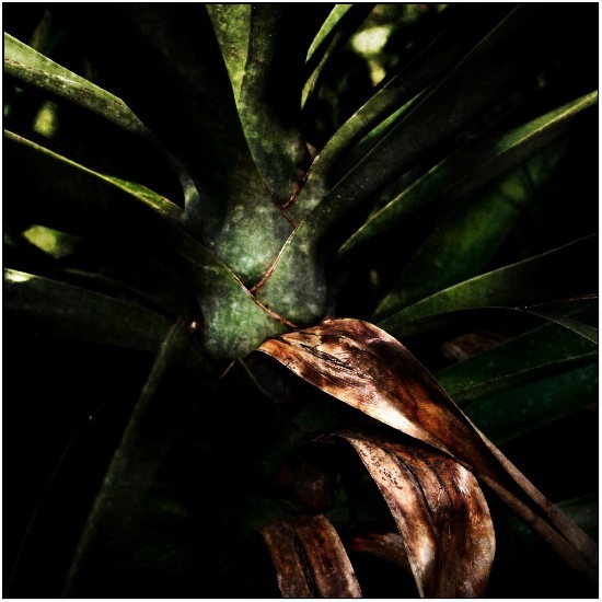 autor: Raoul Iacometti
t&iacute;tulo: Greenhouse 2008