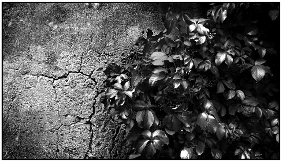 autor: Raoul Iacometti
t&iacute;tulo: Leaves