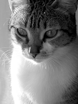 autor: Sofia Quintas