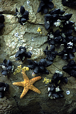 author : Sofia Quintas                    