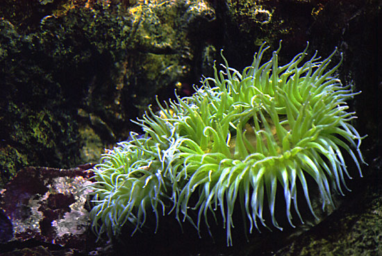 autor: Sofia Quintas