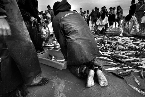 autor: Alberto Monteiro
t&iacute;tulo: Arte Xávega