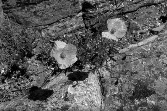 autor: paulo rodrigues