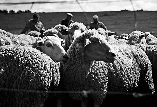 autor: Sofia Quintas