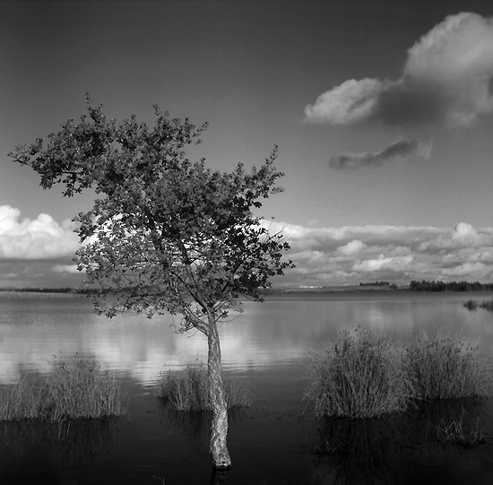 autor: Manuel Luís Cochofel