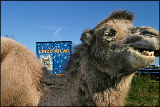 author: Joost De Raeymaeker