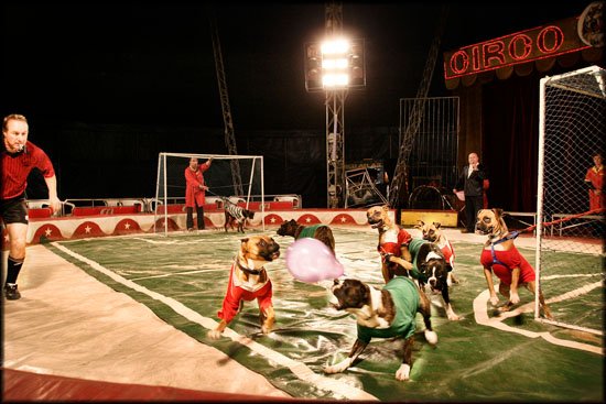 author: Joost De Raeymaeker