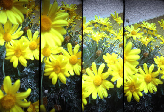 author : Sofia Quintas                    