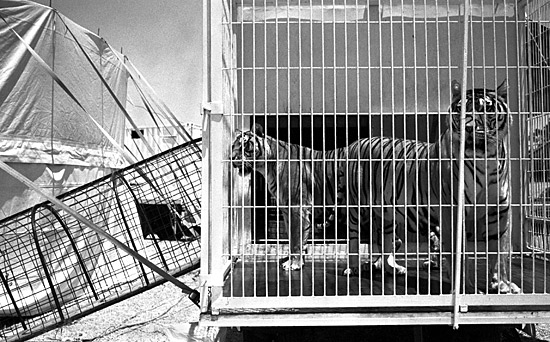 auteur: Sofia Quintas