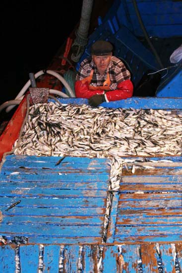 autor: Sofia Quintas