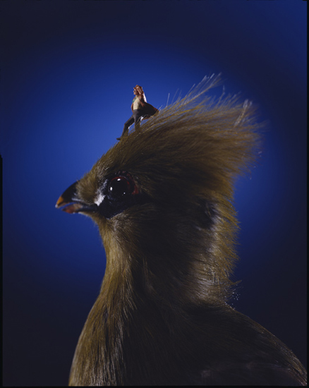 autor : Minimiam                    t&iacute;tulo: bird trip 1