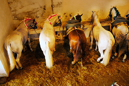 autor : Joost De Raeymaeker                    