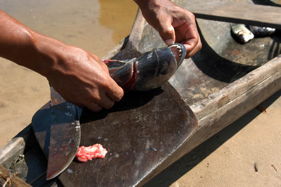 autor : Angelo Lucas                    