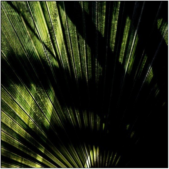 autor: Raoul Iacometti
t&iacute;tulo: Greenhouse 2008