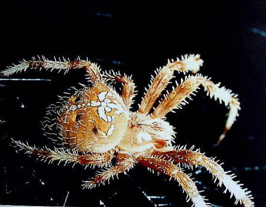 autor: João Varela
t&iacute;tulo: Sem título