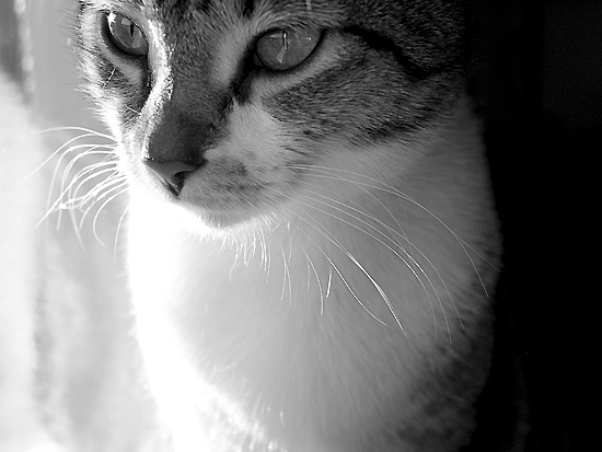 autor: Sofia Quintas