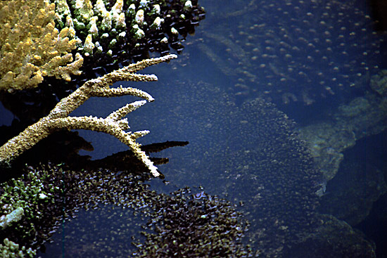 autor: Sofia Quintas