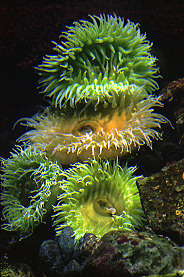 autor: Sofia Quintas