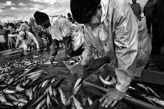 author : Alberto Monteiro                    title: Arte Xávega