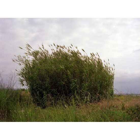 autor: Rui Dias Monteiro