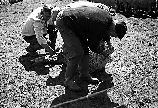 author : Sofia Quintas                    