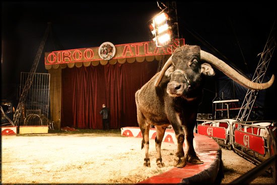 author: Joost De Raeymaeker