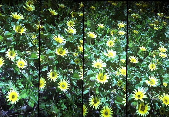 autor: Sofia Quintas