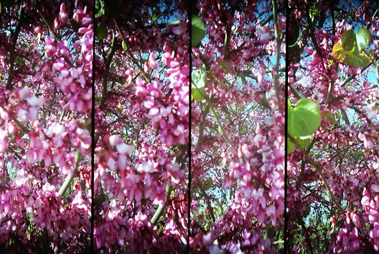 autor: Sofia Quintas