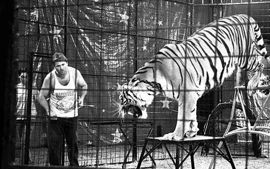 auteur: Sofia Quintas