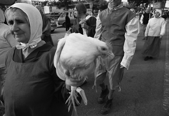 author: Manuel Luís Cochofel