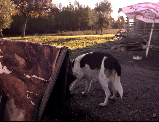 autor: Rui Dias Monteiro