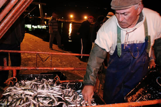 autor: Sofia Quintas