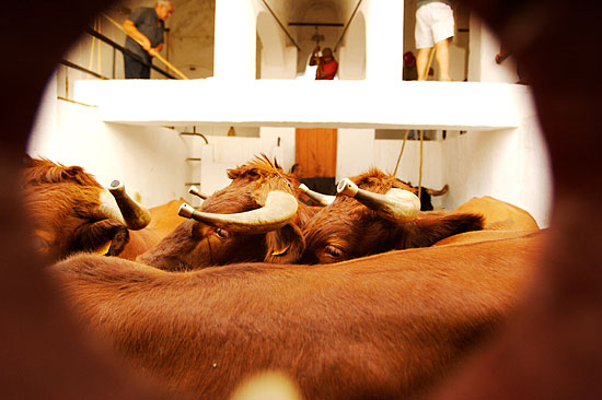 autor: Joost De Raeymaeker