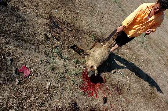 autor: Yves Rousselet
t&iacute;tulo: Boucher opérant en extérieur au bord de la route
