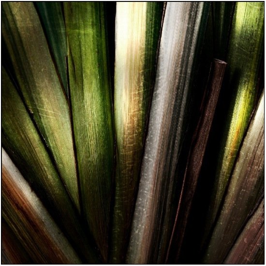 autor: Raoul Iacometti
t&iacute;tulo: Greenhouse 2008