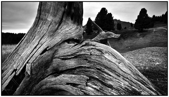 autor: Raoul Iacometti
t&iacute;tulo: Trees