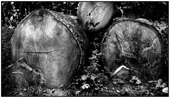 autor: Raoul Iacometti
t&iacute;tulo: Trees